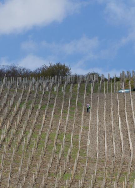 Weingut & Gaestehaus Schmitz-Bergweiler Bernkastel-Kues Εξωτερικό φωτογραφία